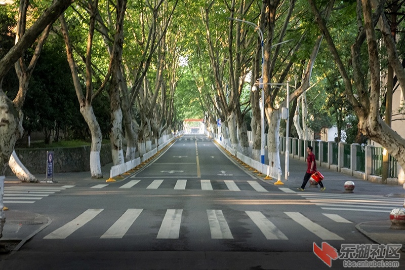 18.学校主干道绿树成阴.曾院平摄影.jpg