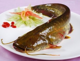 鲶鱼