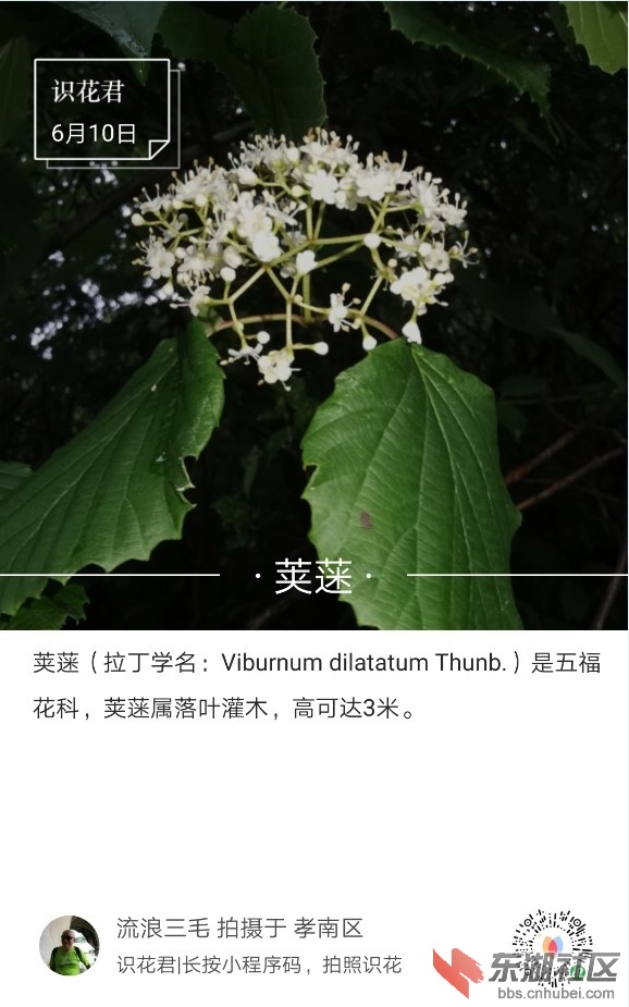 荚蒾01.jpg
