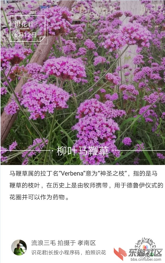 柳叶马鞭草01.jpg