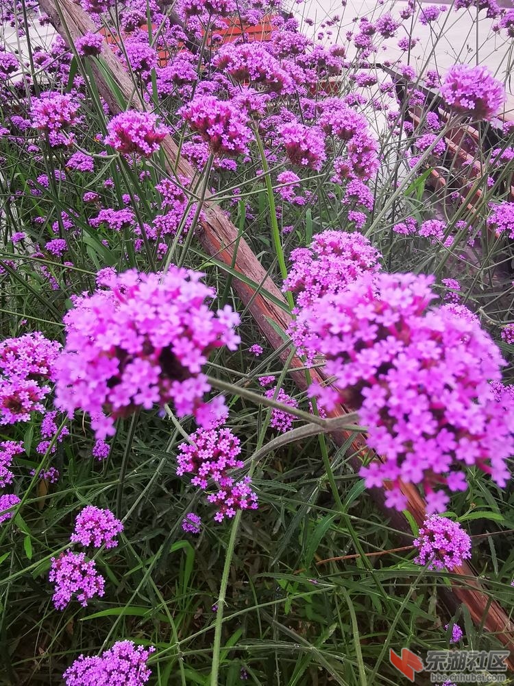 柳叶马鞭草04.jpg
