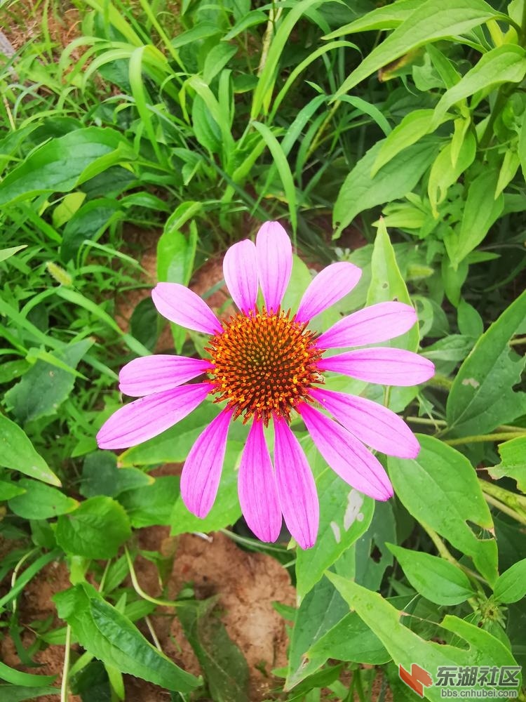 松果菊02.jpg