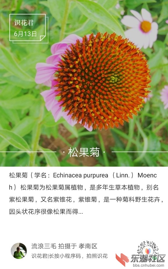 松果菊01.jpg