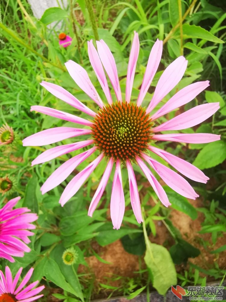 松果菊04.jpg