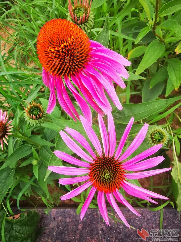 松果菊03.jpg