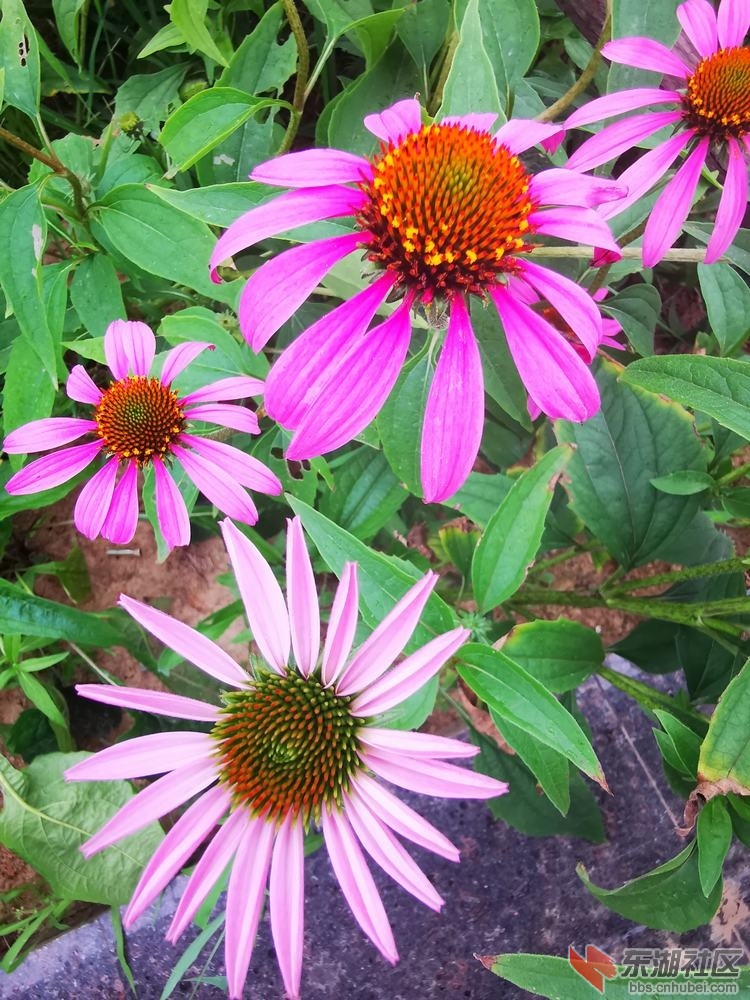 松果菊05.jpg
