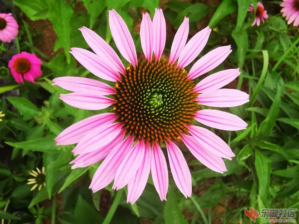 松果菊06.jpg