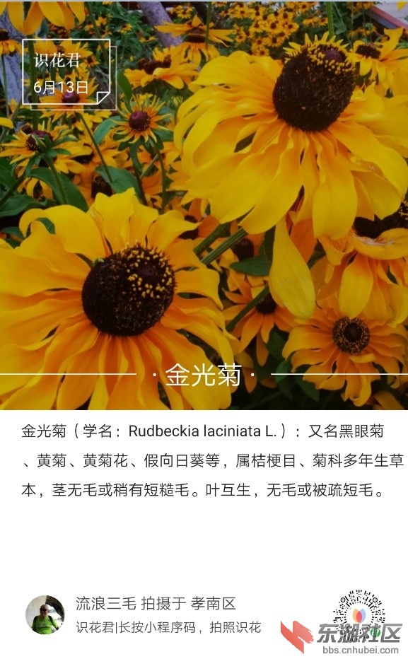 金光菊01.jpg