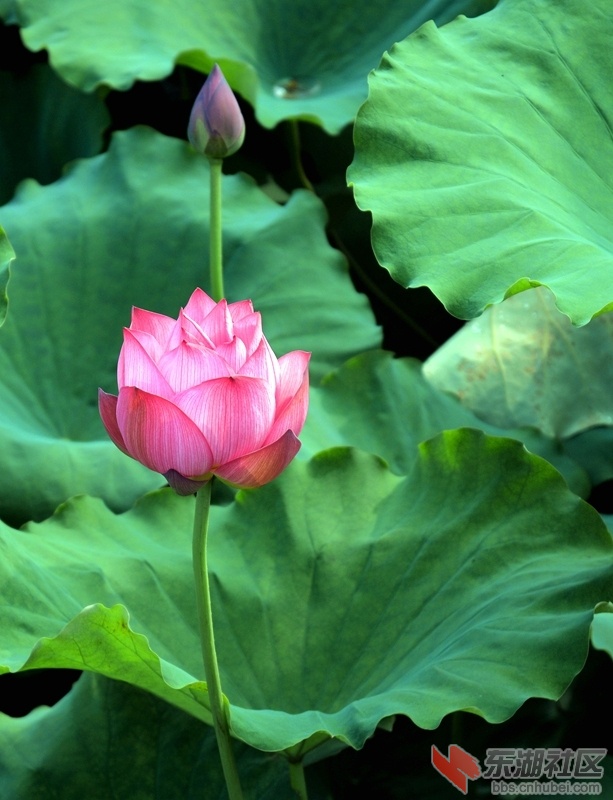 DSC_2959_副本.jpg