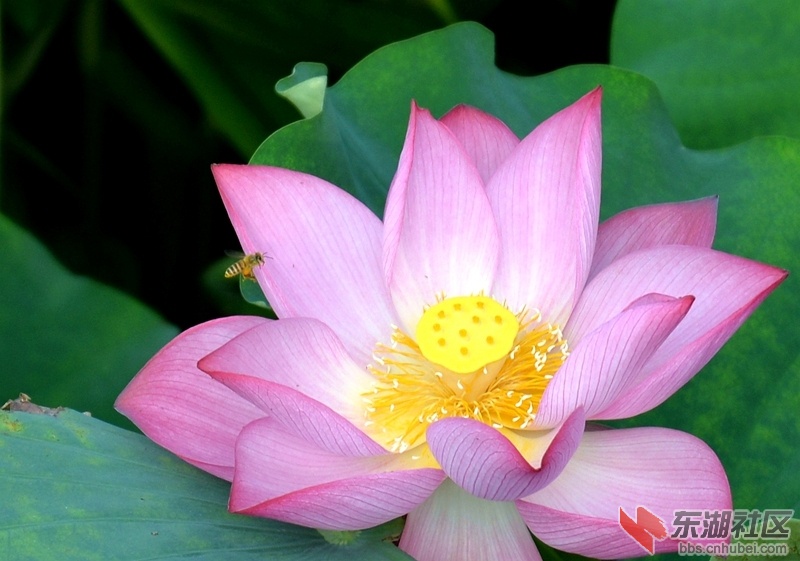 DSC_2945_副本.jpg