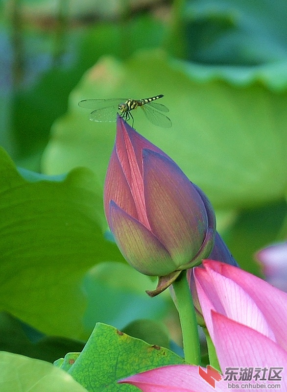 DSC_2944_副本.jpg
