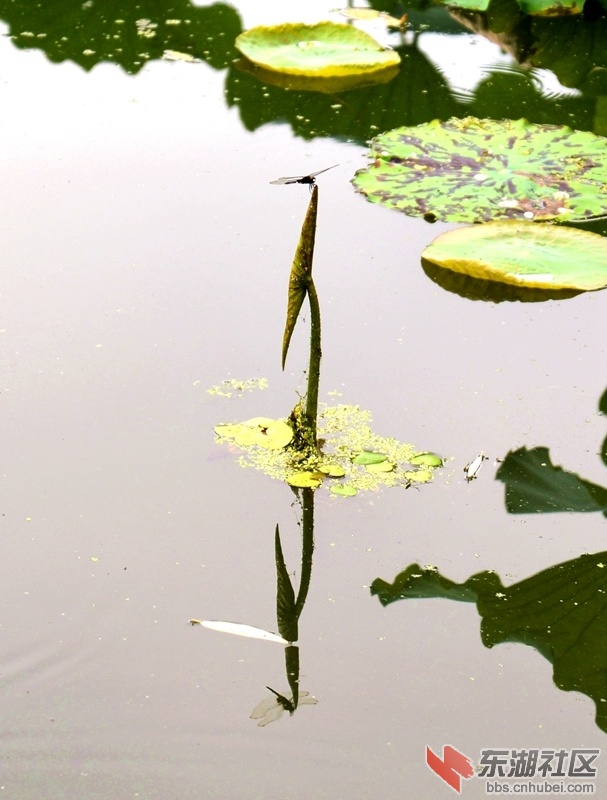 DSC_2992_副本.jpg