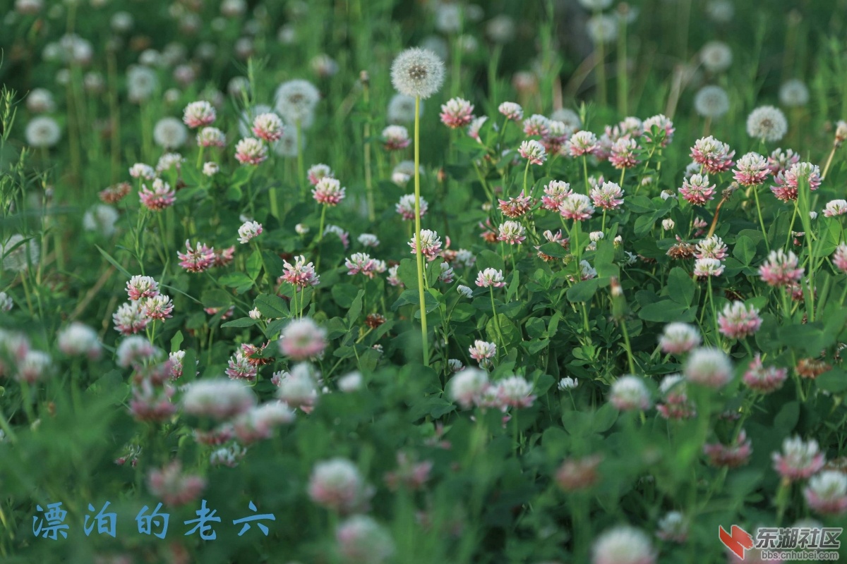蒲公英3