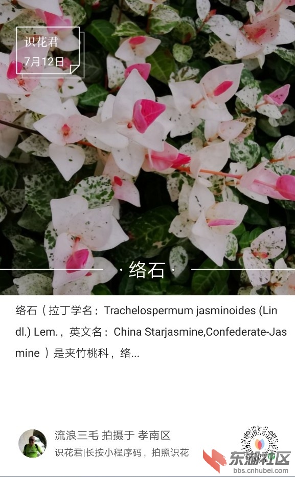 络石01.jpg