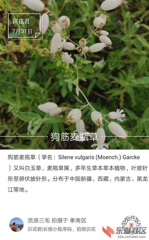 狗筋麦瓶草01.jpg