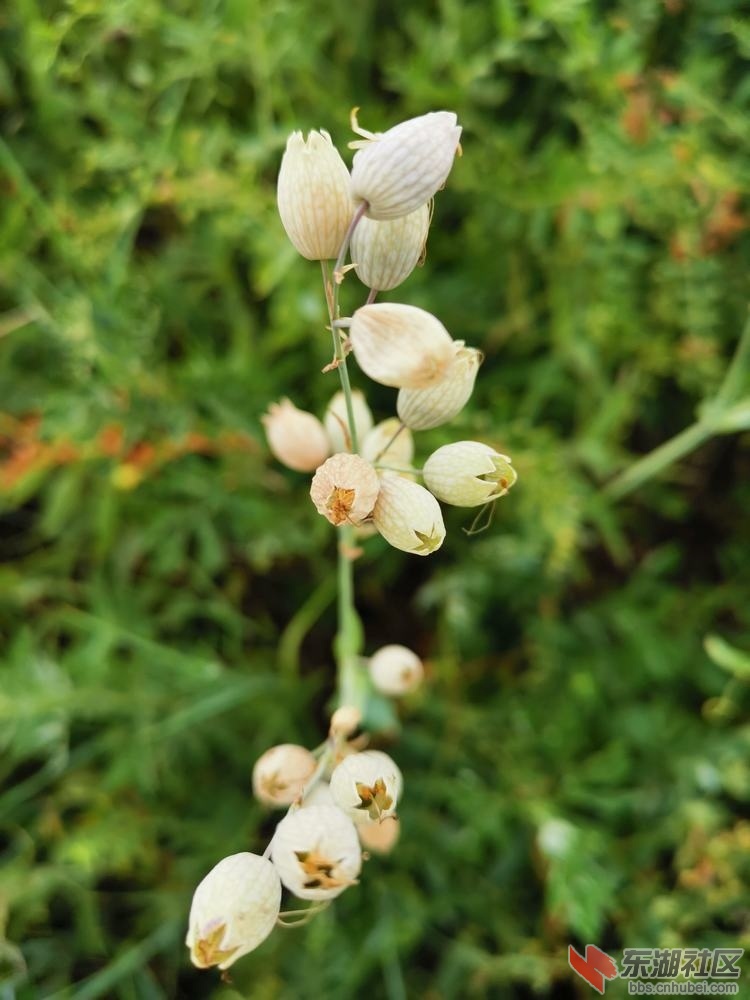 狗筋麦瓶草02.jpg