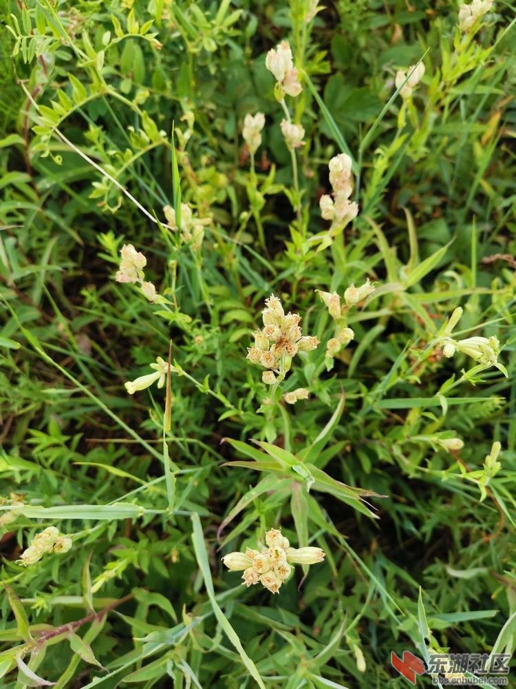 狗筋麦瓶草06.jpg