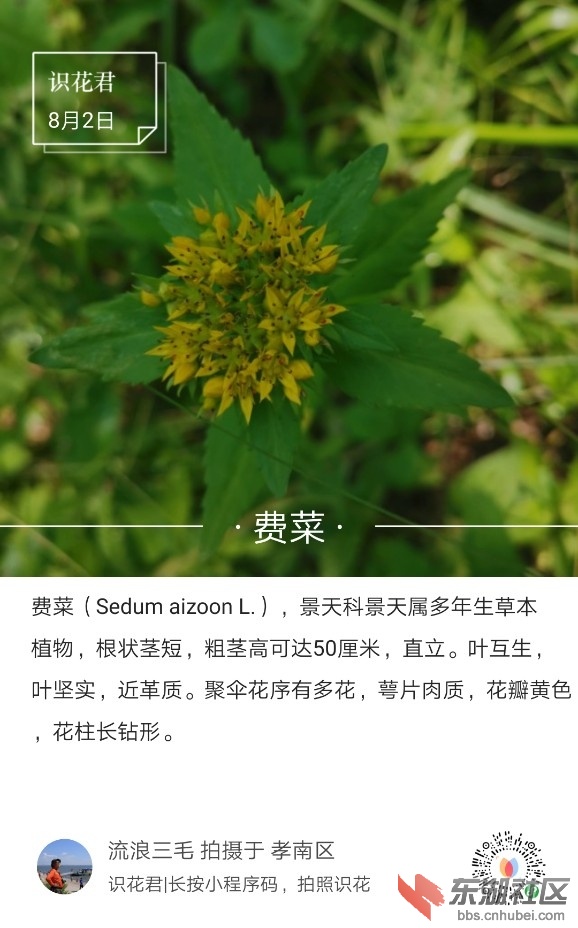 费菜01.jpg
