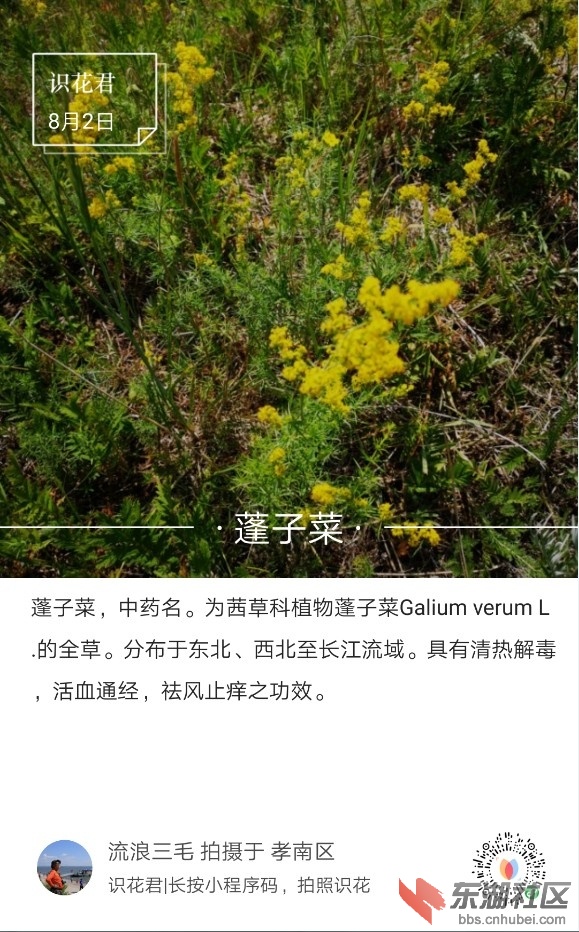 蓬子菜01.jpg