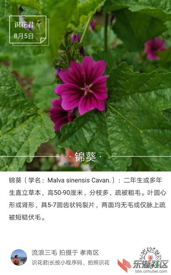 锦葵01.jpg