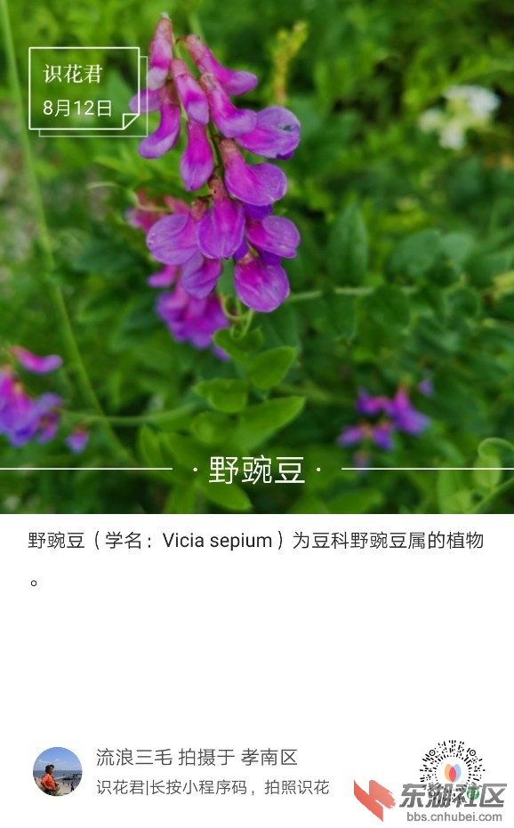 野豌豆01.jpg