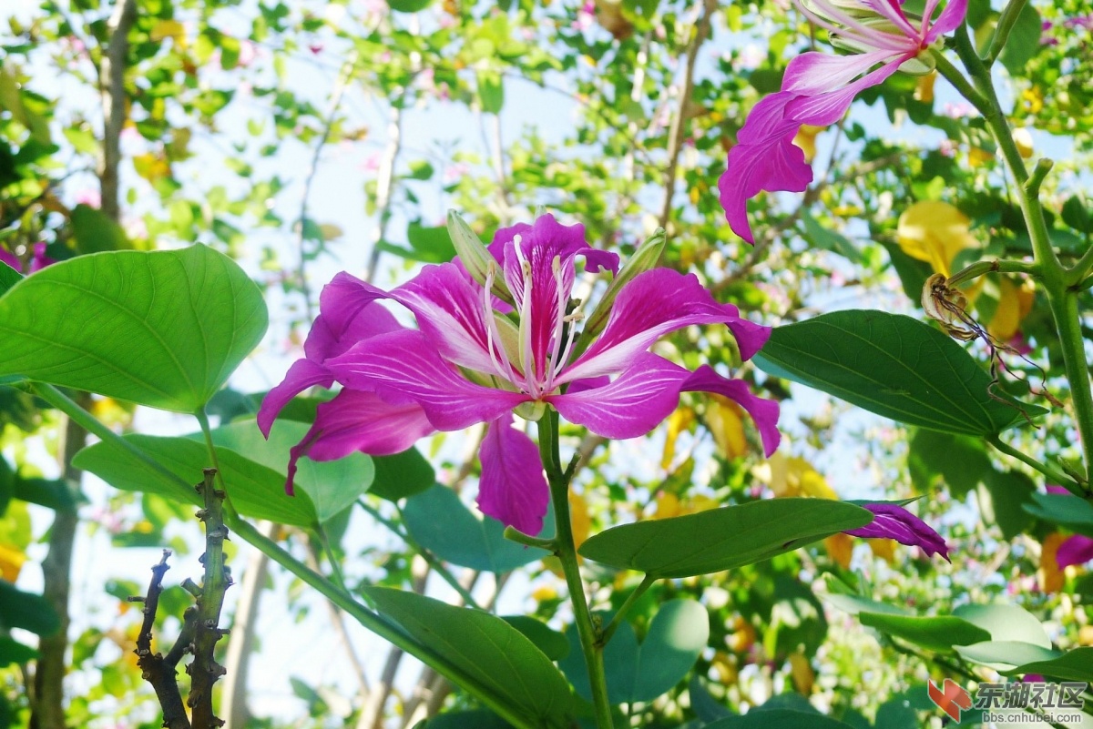 紫荆花..jpg