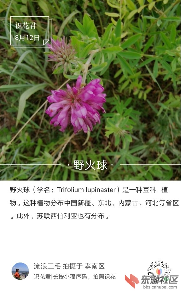 野火球01.jpg