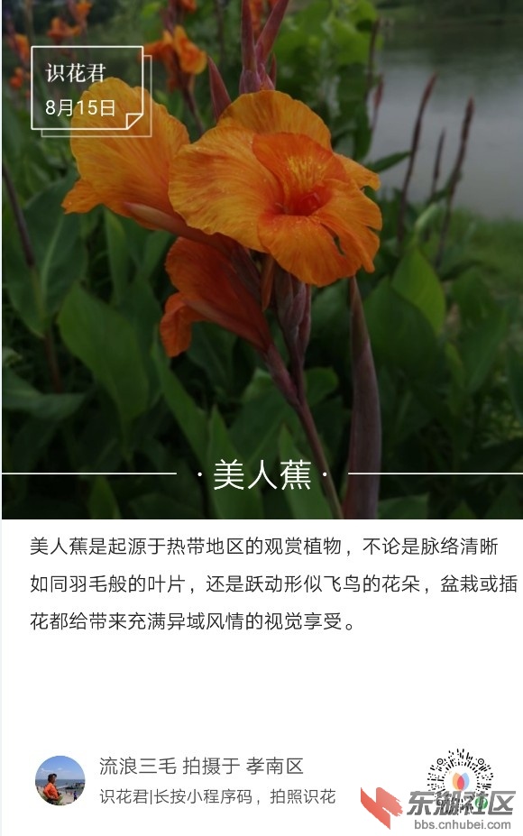 美人蕉01.jpg