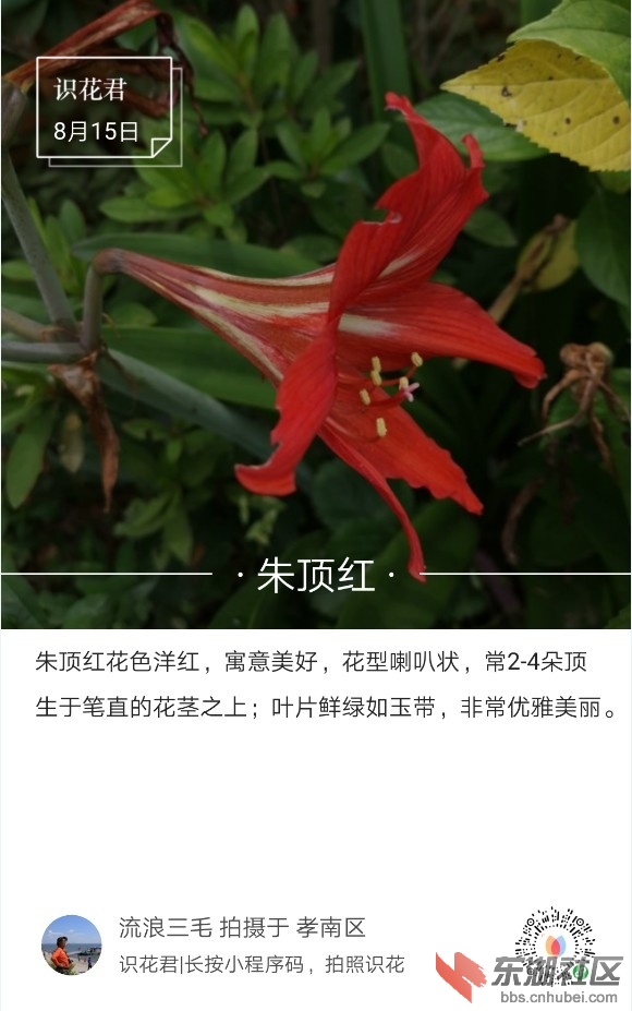 朱顶红01.jpg