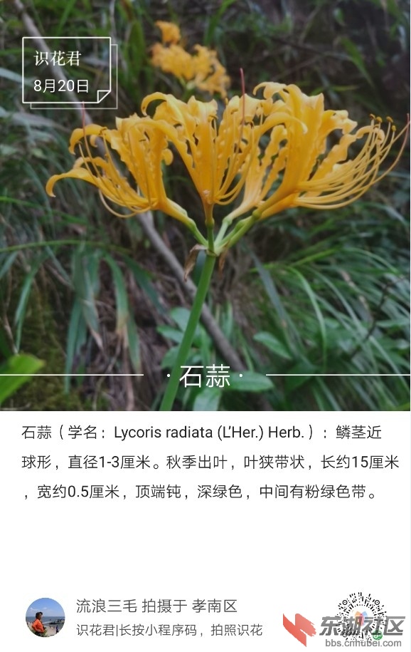 石蒜01.jpg
