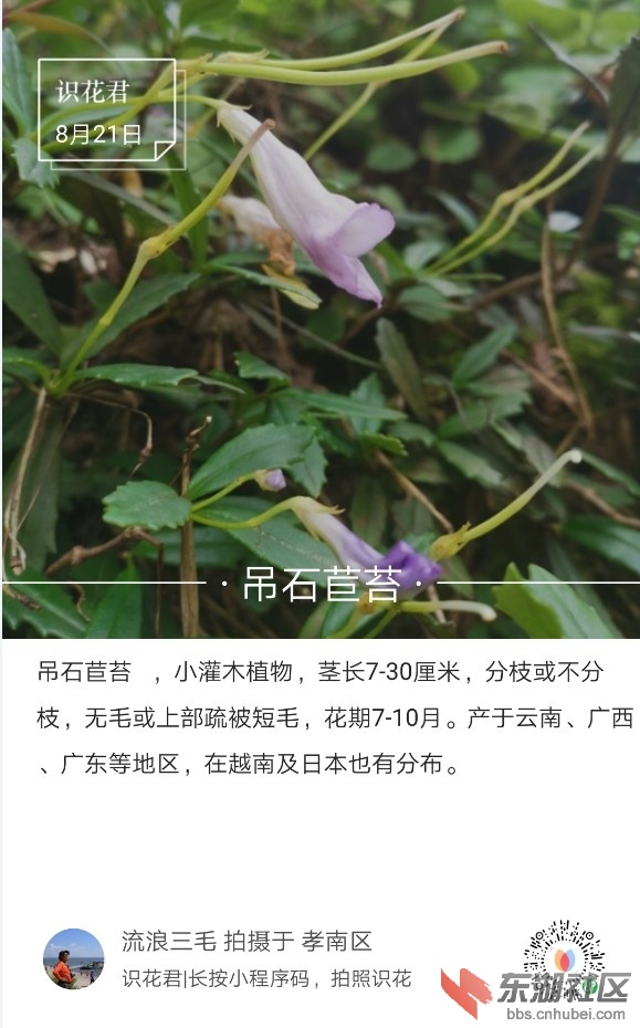 吊石苣苔01.jpg