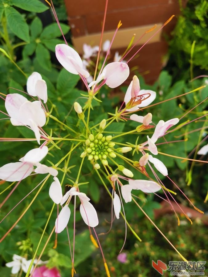 醉蝶花03.jpg