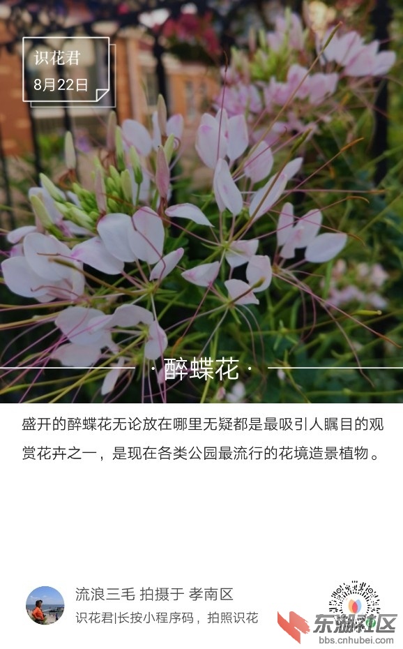 醉蝶花01.jpg