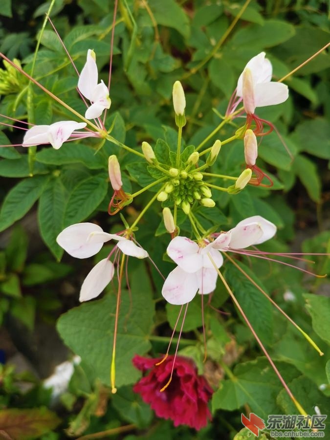 醉蝶花02.jpg