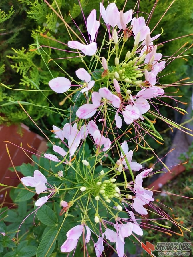 醉蝶花04.jpg