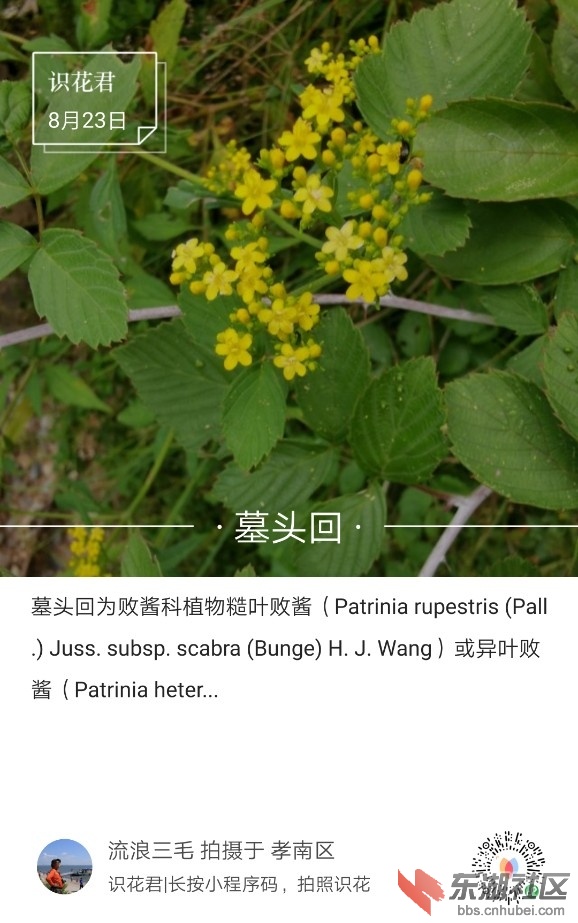 墓头回01.jpg