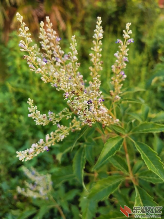 IMG_20190818_065309.jpg