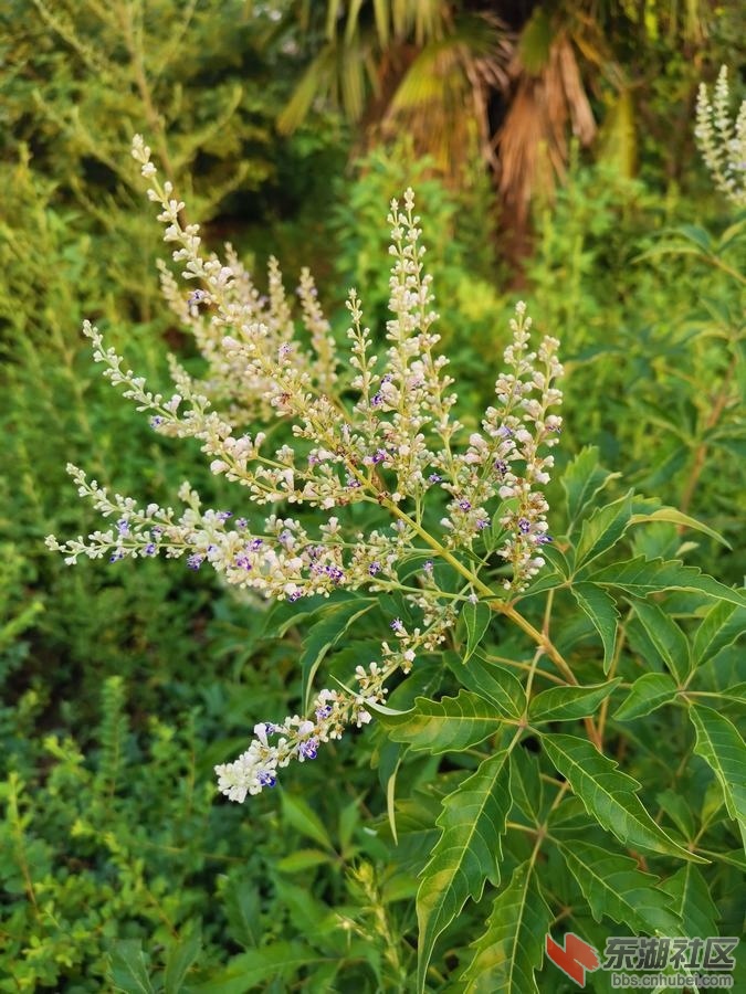 IMG_20190818_065315.jpg