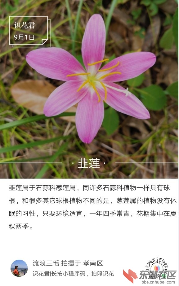 韭莲01.jpg