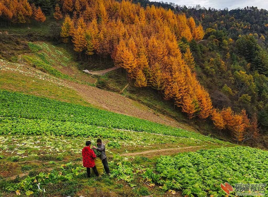 收获的季节.jpg