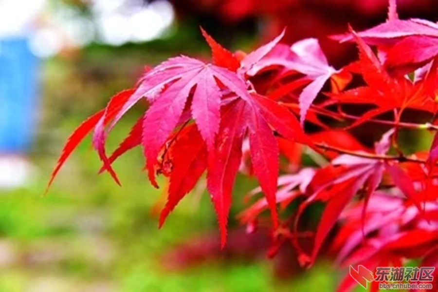t01482db7b48592d651.webp.jpg