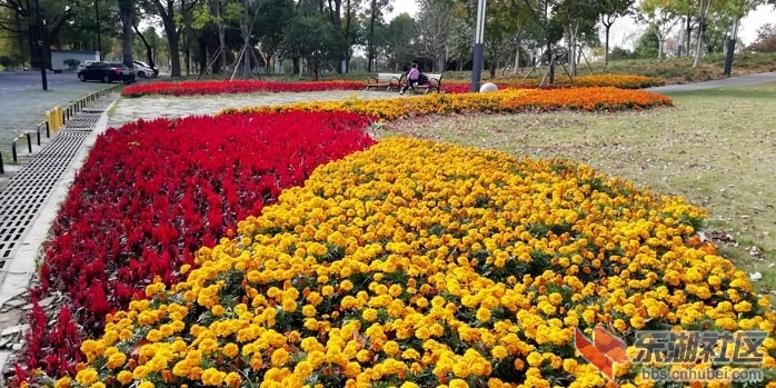 童汉芳摄 东湖绿道菊展IMG_20191120_120351 - 副本.jpg