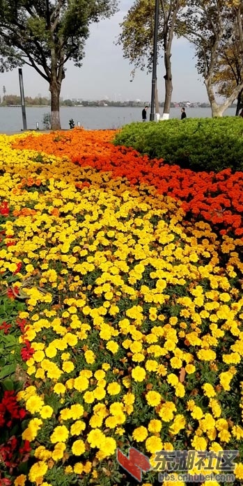 童汉芳摄 东湖绿道菊展IMG_20191120_121743 - 副本.jpg