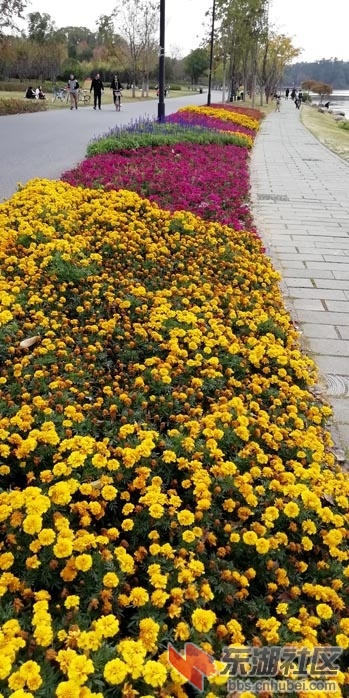 童汉芳摄 东湖绿道菊展IMG_20191120_135403 - 副本.jpg