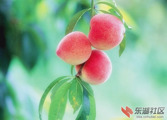 mp19952908_1435127004747_2._副本.jpg