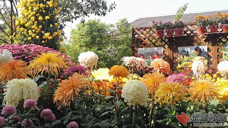沙湖菊23.jpg