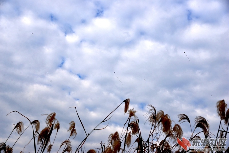 DSC_8898_副本.jpg