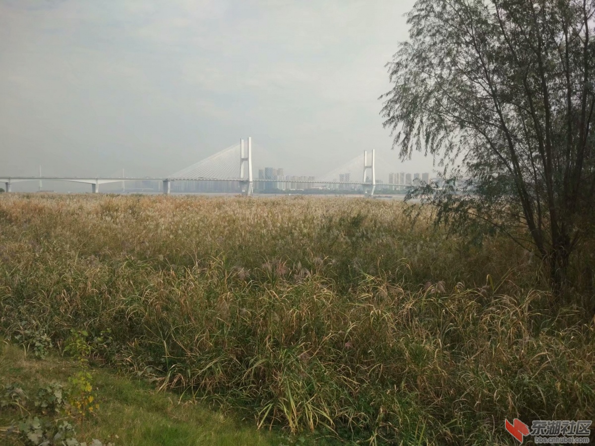 psb.jpg滨江3.jpg