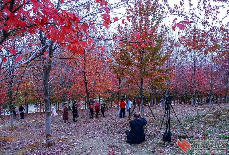 江城武汉有处层林尽染的红枫林尤为壮观众多市民纷纷前往打卡