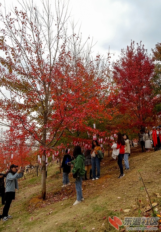 江城武汉有处层林尽染的红枫林尤为壮观众多市民纷纷前往打卡